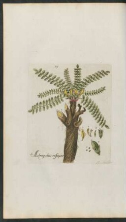 119. Astragalus exscapus