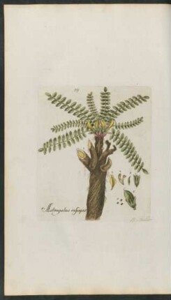 119. Astragalus exscapus