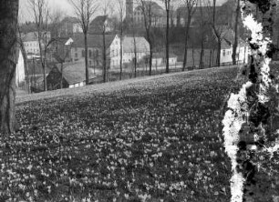 Blühende Krokuswiesen im Erzgebirge in Drebach