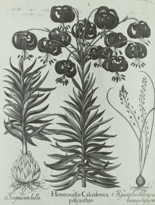 Besler, Basilius und Hieronymus: Türkenbundlilie :(Lilium martagon L.), Schmalblättriges Träubel (Musceri tenuiflorum TAUSCH)