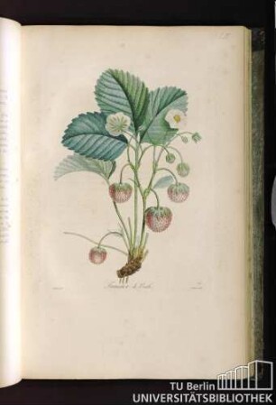 Pl. LIV. Fraisier de Bath.