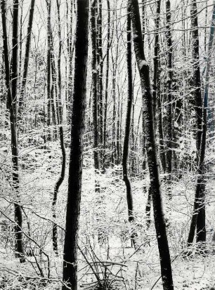 Winter im Wald