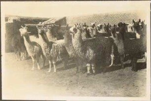 Lamas in La Quiaca
