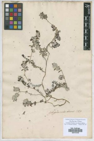 Polygonum