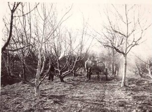 Foto Pferdewagen in der Obstplantage