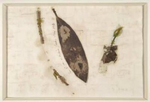 Blatt von Carl Maria von Webers Grab (Materialbild unter Passepartout) mit Herkunftsbezeichnung von Robert Schumanns Hand, Juni 1848