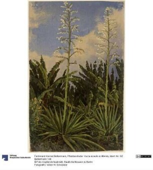 Pflanzenstudie. Yucca acaulis in Mérida