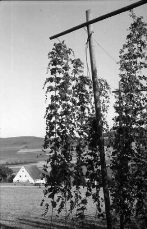 Bopfingen: Hopfenanbau im Ries