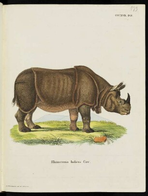 CCCXVII. DD. Rhinoceros Indicus Cuv.