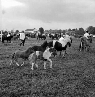 Sportveranstaltung: Pferdeleistungsschau: Reit- und Fahrverein Trittau und Umgebung von 1922 e.V.: Jubiläumsschau: Vorführung des Ponygestüts Auberghof: Bildung eines Kreises: Ponys mit ihren Fohlen und jungen Reitern
