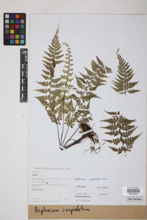 Asplenium cuspidatum Lam.