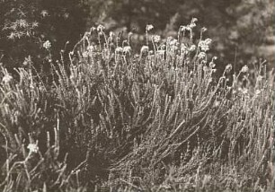 Lüneburger Heide/Niedersachsen. Glocken-Heide (Erica tetralix), auch Moor-Glockenheide genannt
