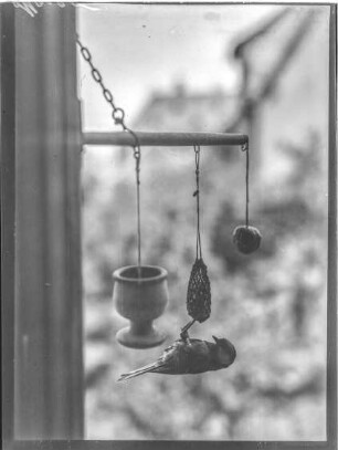 Tiere, Meise spielt am Futterknödel an einem Fenster