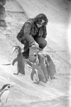 Brillenpinguine im Karlsruher Zoo