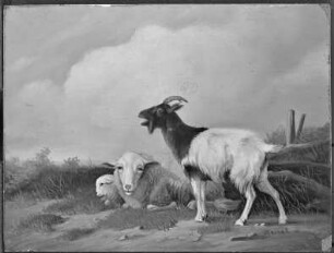 Schafe und Ziege auf der Wiese