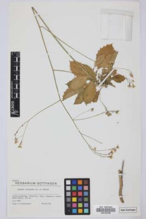 Crambe laevigata DC. ex H. Christ