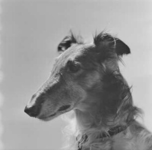 Windhund