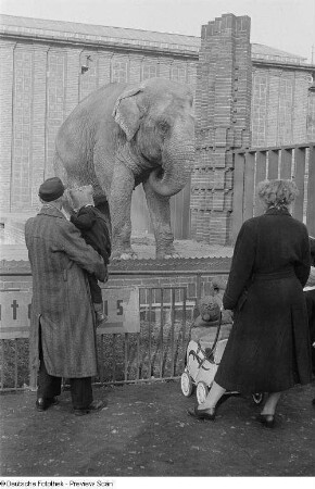 Eine Frau und ein Mann mit Kind auf dem Arm betrachten einen Elefanten im Gehege des Leipziger Zoos