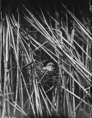 Neuntöter : Neuntöter (Lanius collurio) oder Rotrückenwürger, Weibchen beim Brüten auf dem Nest.