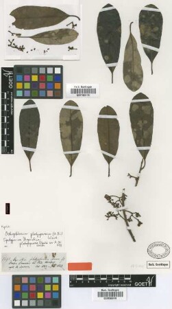 Myristica platysperma Spruce ex A.DC. [syntype]