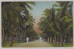 Kokospalmenallee in Madura, Ostindien [Serie Indien I]