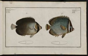 CCXVIr, Fig. 1.: Chaetodon Collare. Fig. 2. Chaetodon Mesoleucus