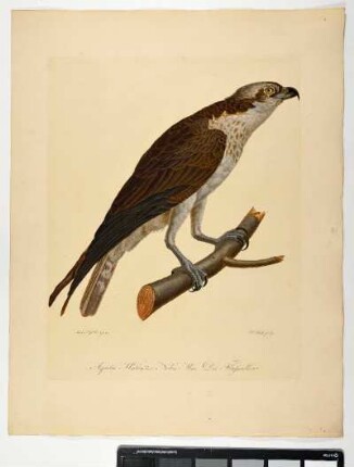Aquila Haliaëtos. Nobis. Mas. Der Flußadler. - Fischadler. Haliaeetus albicilla; mas. - Zeichner: Ambrosius Gabler; Stecher: Johann Carl Bock