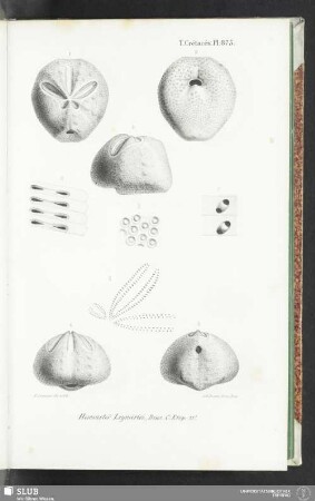 Pl. 875