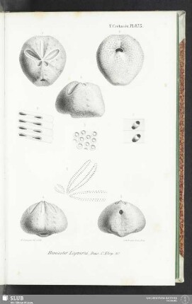 Pl. 875