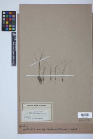 Isoetes velata tegulensis (Genn.) Trabut
