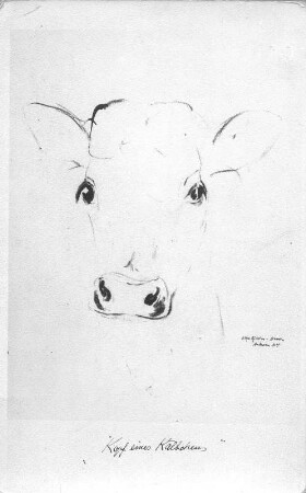 Kopf eines Kälbchens (Naturstudie). Kohlezeichnung (1934; E. Richter). Dresden-Südvorstadt, Eisenstuckstraße, Atelier der Künstlerin