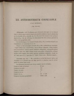 XII. Anthobothrium Cornucopiæ