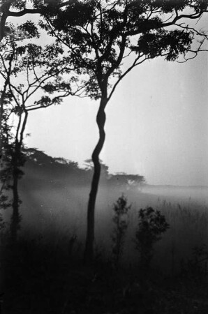 Morgennebel : Dichter Nebel am Morgen in einer Flussaue des Musonwedzi.