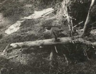 Rothirsch (Cervus elaphus L.), geschälte Kiefer