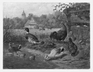 Hahn, Hühner und Enten