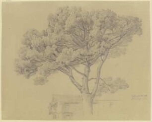 Baum bei einem Haus in Peschiera del Garda