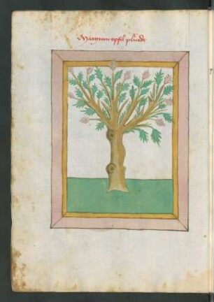 Granatapfel