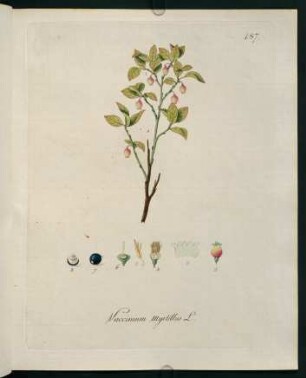 Vaccinium myrtillus L.