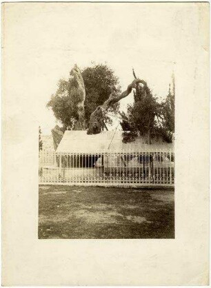[wohl Jerusalem, Garten Gethsemane]