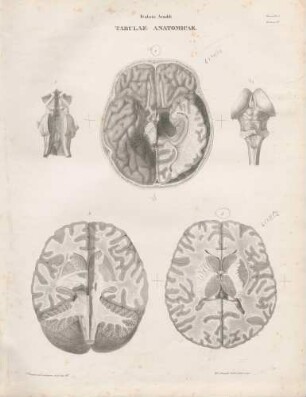 Tabula Quarta