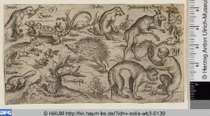 Verschiedene Tiere, darunter Affe und Meerkatze