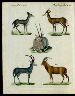 Antilopen-Arten.