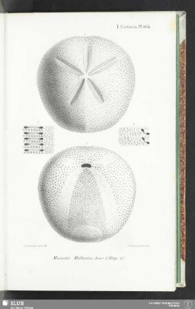 Pl. 864