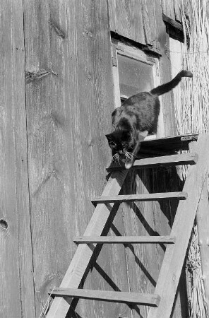 Aufnahme einer Katze