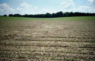 Fotografie: Mulchsaat, Mais, Erosion, Umweltschutz