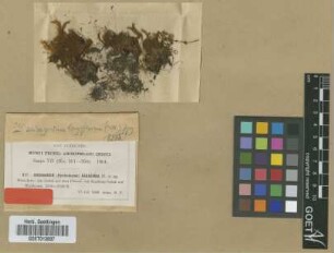 Rhizogonium badakense M.Fleisch. ex Broth. [isotype]