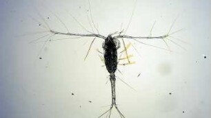 Oithona plumifera, Lanzarote 2022
