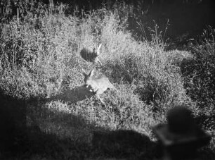 Rehe laufend