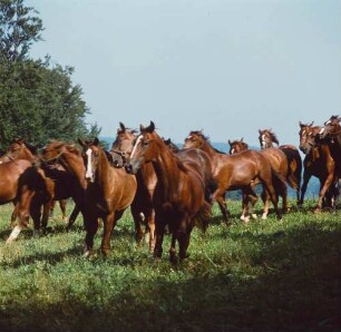 Marbacher Gestüt. Warmblut Hengstfohlen
