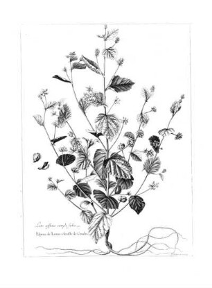 Loto Affinis Coryli Folio
